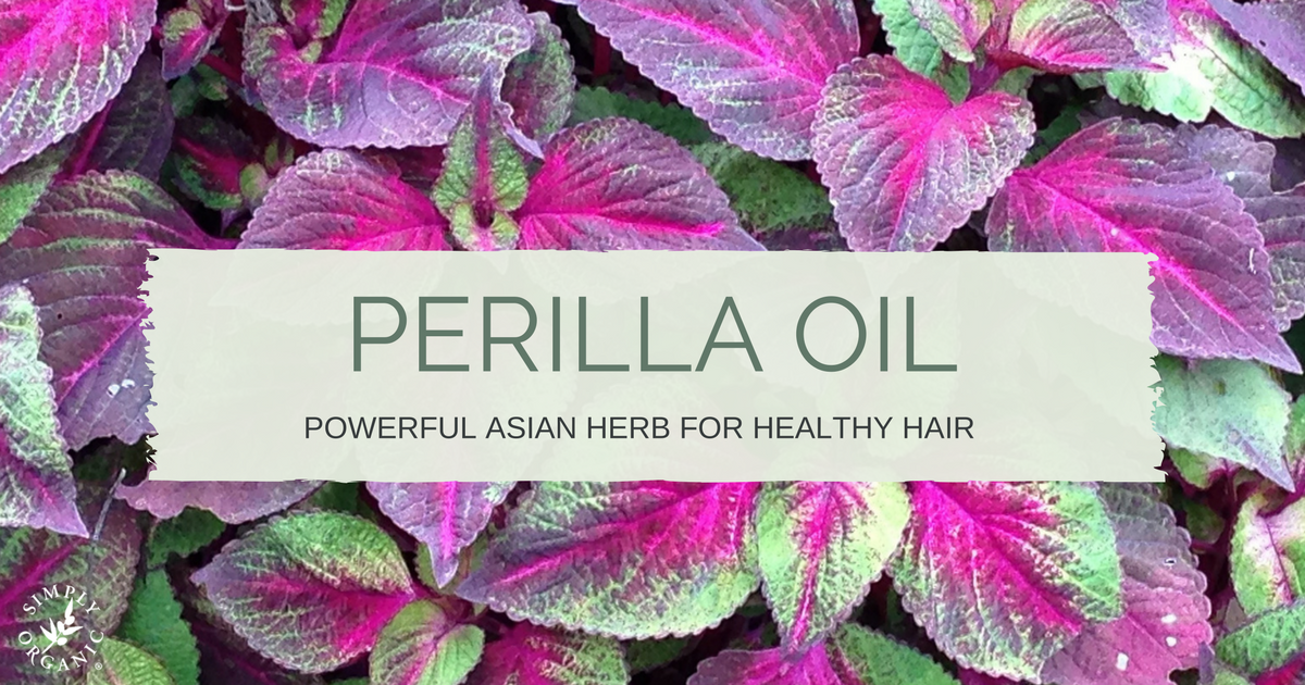 perilla-oil-benefits-a-powerful-asian-herb-for-healthy-hair-simply